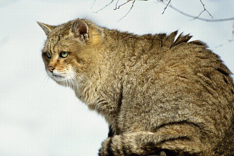 梦见野猫