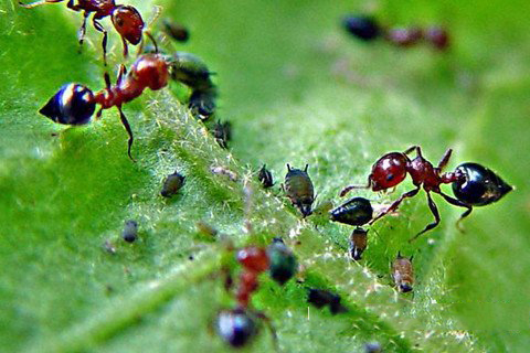 梦见食物上有蚂蚁