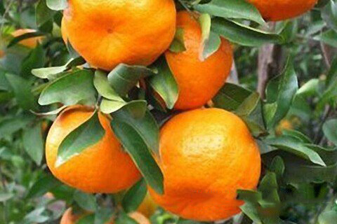 梦见橘子