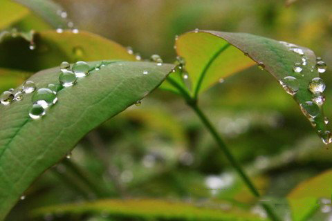 梦见朝露