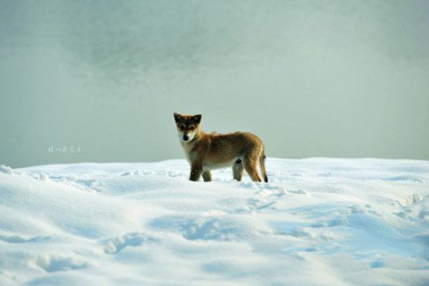 梦见深雪中迷路