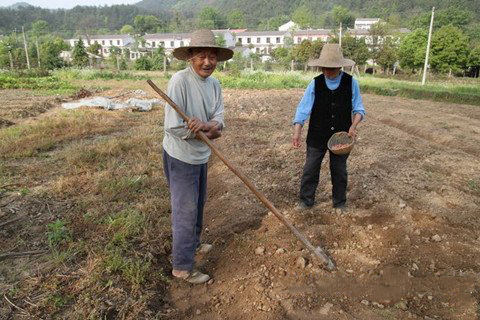 梦见种花生