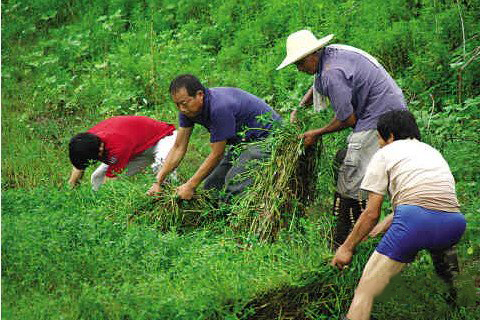 梦见拨草