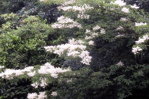 梦见树上开白花
