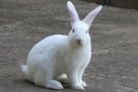 梦见一只白兔子