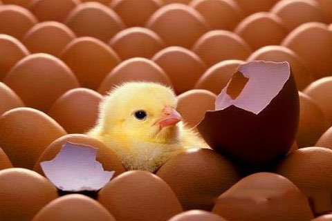 梦见鸡蛋变小鸡