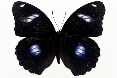 很大的黑蝴蝶图片